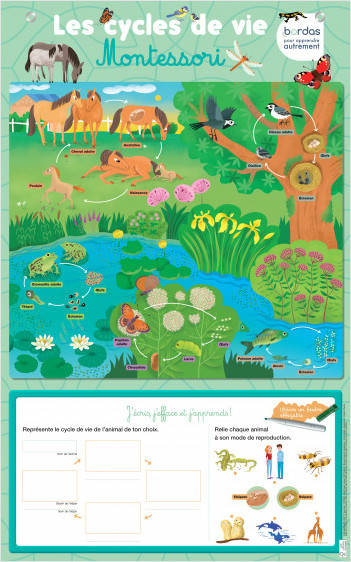 Les Posters effaçables - Les Cycles de vie Montessori